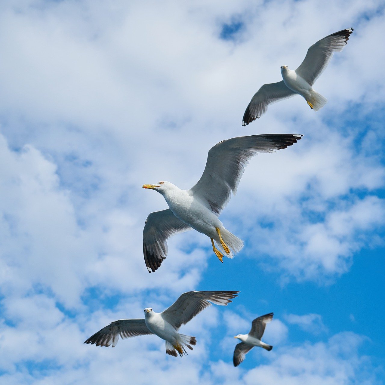 seagull bird beautiful 2303339 immigration lawyer Sydney
