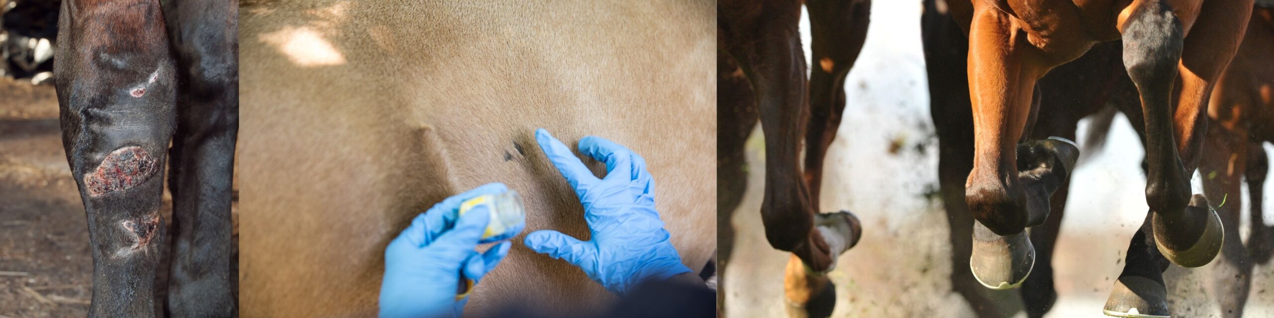 animal cruelty charges lawyer scaled