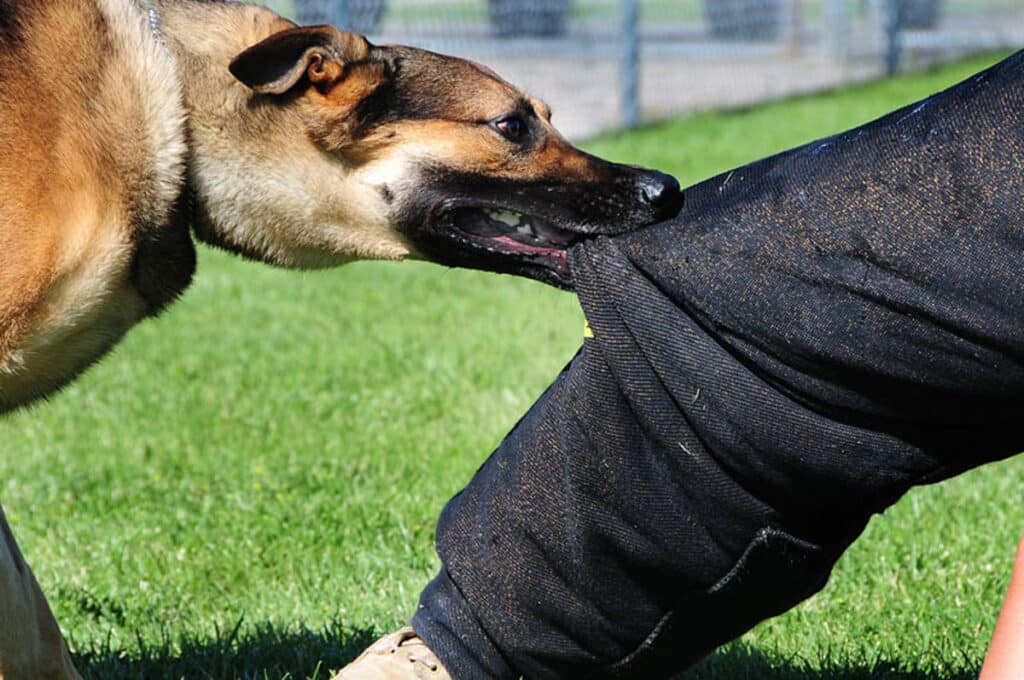 Dog Owners and Victims - Dog Attack NSW - Jameson Law