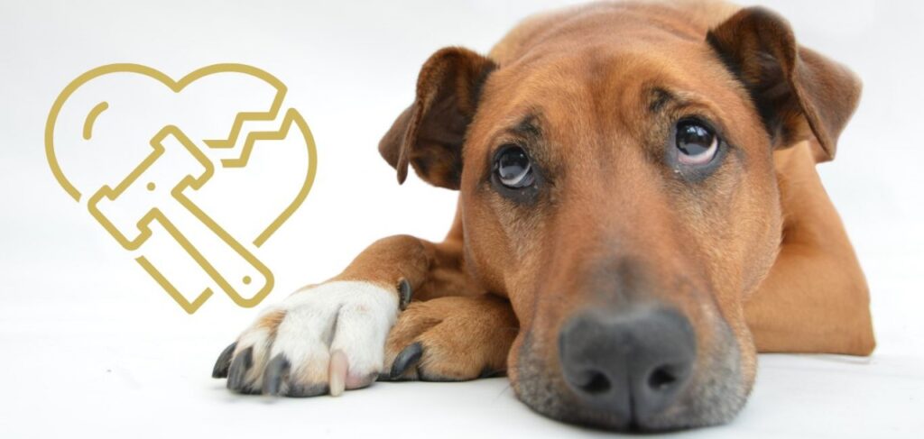 Family Law Pet Custody Reform in Australia 2025 - Jameson Law