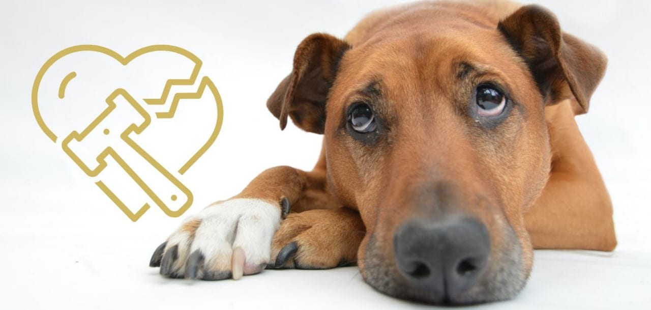 Family Law Pet Custody Reform in Australia 2025 - Jameson Law
