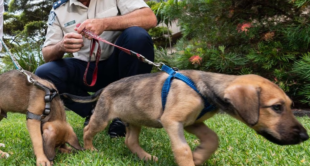 Overcoming RSPCA Animal Cruelty Charges in Picton Local Court - Jameson Law
